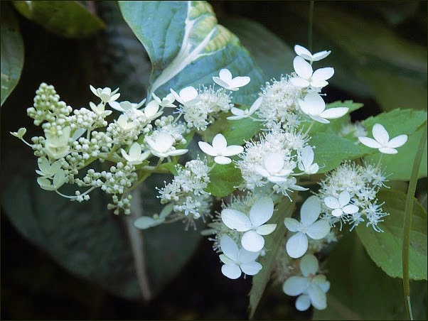 Гортензия метельчатая 'Флорибунда'