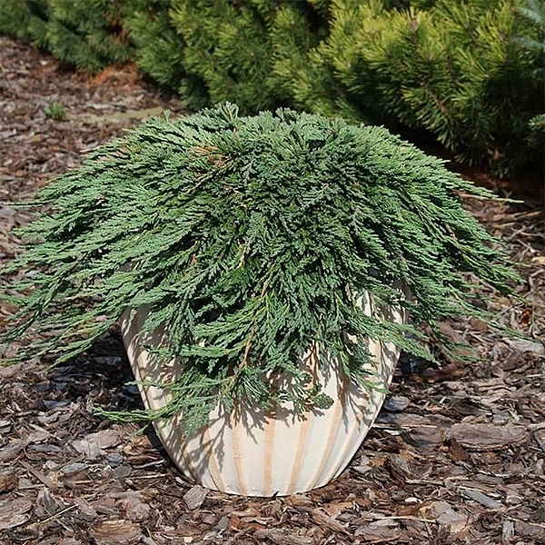 Можжевельник горизонтальный 'Панкейк'