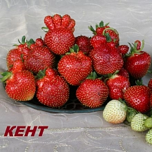 Земляника (клубника) 'Кент'