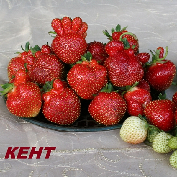 Земляника (клубника) 'Кент'