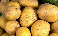 Картофель семенной МЕТЕОР (суперэлита) 