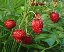 Земляника (клубника) альпийская 'Руяна'