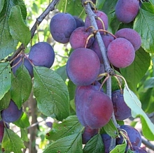 Слива 'Анна Шпет'