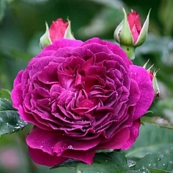 Роза 'Перпл Лодж ' (шраб) (пурпурно-фиолетовая)