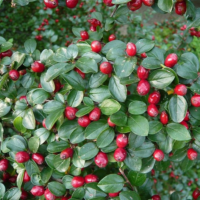 Кизильник растопыренный