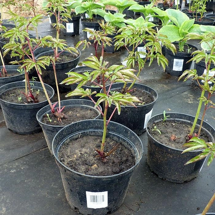 Пион молочноцветковый 'Феликс Крауссе' (малиновый) Пион молочноцветковый 'Феликс Крауссе' (малиновый)