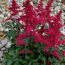 Астильба Арендса 'Гранат' (темно гранатовый)