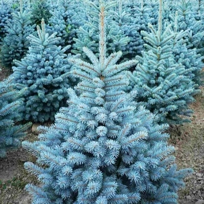 Ель колючая 'Супер Блю'