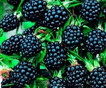 Ежевика 'Торнлесс Эвергрин'