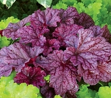 Гейхера гибридная 'Берри Смузи'
