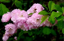 Миндаль махровый Миндаль махровый