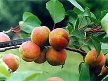 Абрикос 'Ульянихинский'