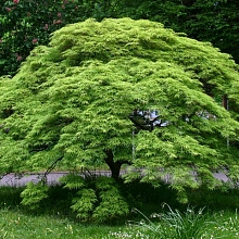 Клён дланевидный (Acer palmatum)