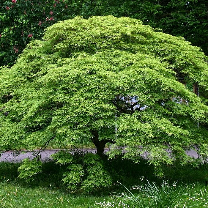 Клён дланевидный (Acer palmatum) Клён дланевидный (Acer palmatum)