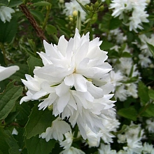 Чубушник 'Барклиз Квилл'