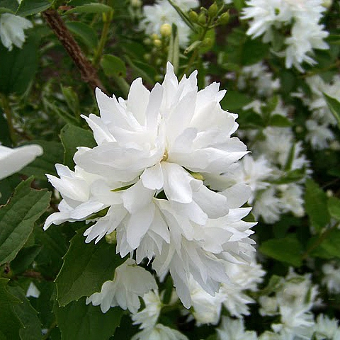 Чубушник 'Барклиз Квилл'