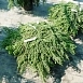 Можжевельник обыкновенный 'Грин Карпет'