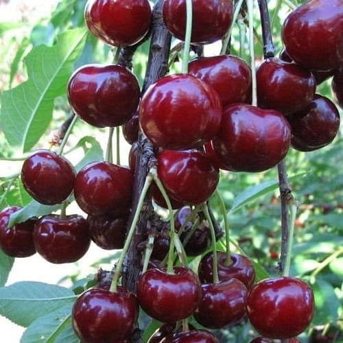 Дюк 'Кормилица'