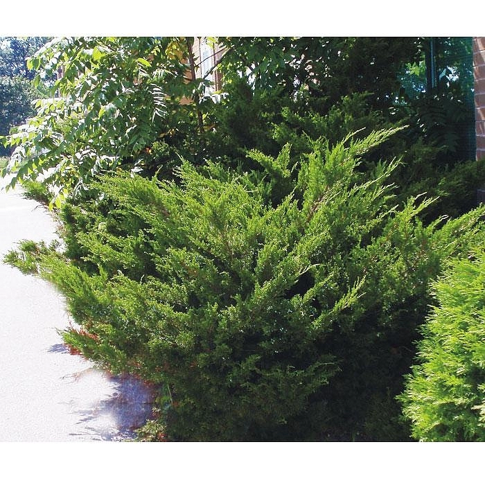 Можжевельник пфитцериана 'Минт Джулеп'