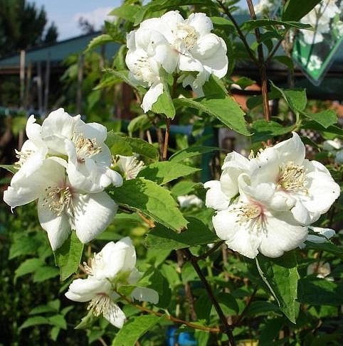 Чубушник 'Сноу Гус' Чубушник 'Сноу Гус'