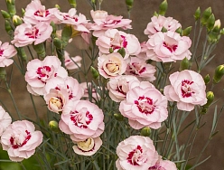 Гвоздика перистая 'Ангел оф Вирту' (розовая)