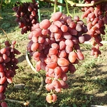 Виноград 'Аметист Новочеркасский'