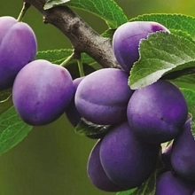 Слива 'Фиолетовая'