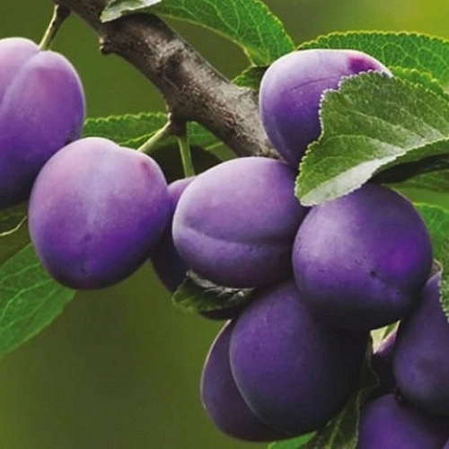 Слива 'Фиолетовая'