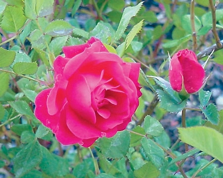 Роза 'Александр Маккензи' (парковая, шраб) (красная)