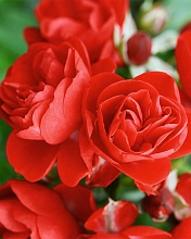 Роза 'Сорренто' (почвопокровная)(красная)