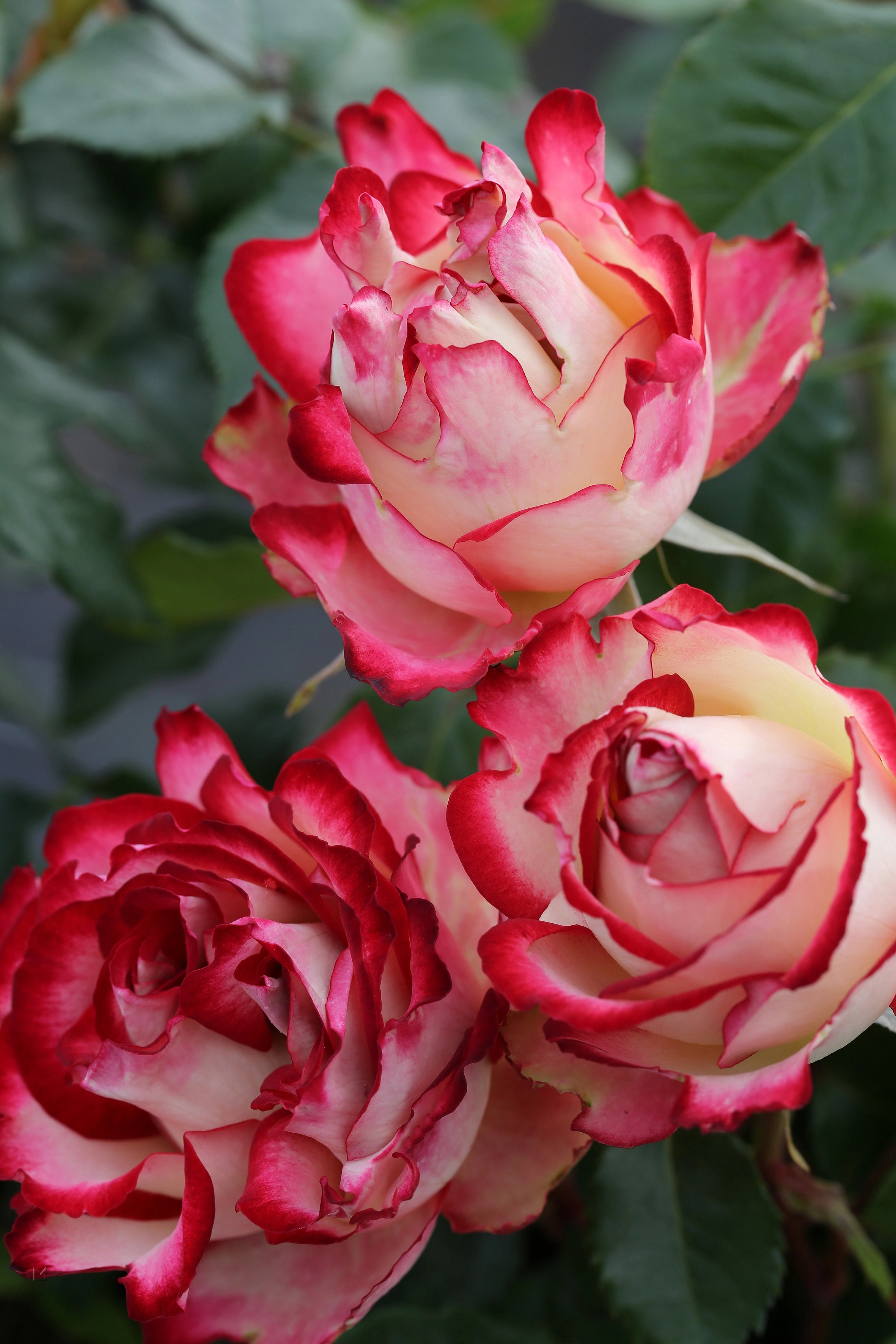 Роза 'Мауритус' (чайно-гибридная) (бело розовая)