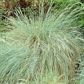 Овсяница сизая Файербол