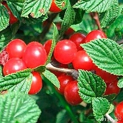 Вишня войлочная 'Алиса'