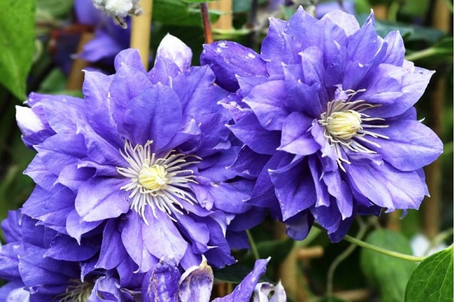 Клематис крупноцветковый 'Кири Те Канава'