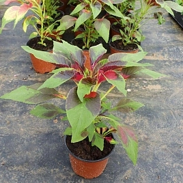 Амарант Хвостатый Розари