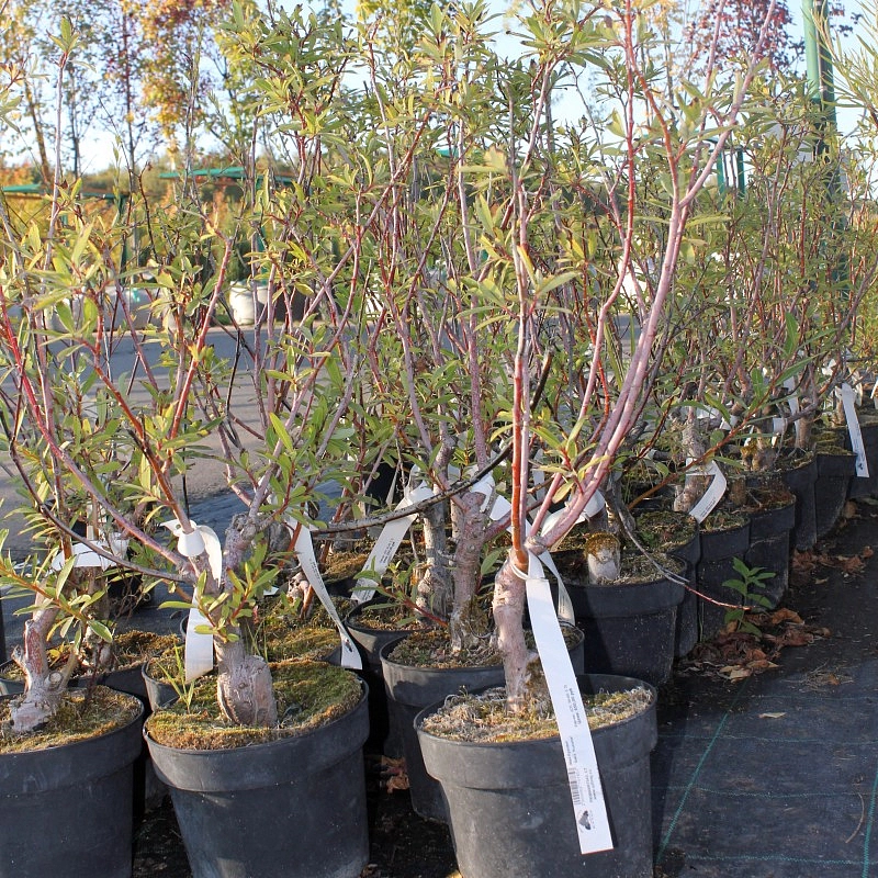 Ива тонкостолбиковая (черноколосовидная Куроме) 'Меланостахис'