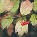 Калина съедобная (Viburnum edule) Калина съедобная (Viburnum edule)