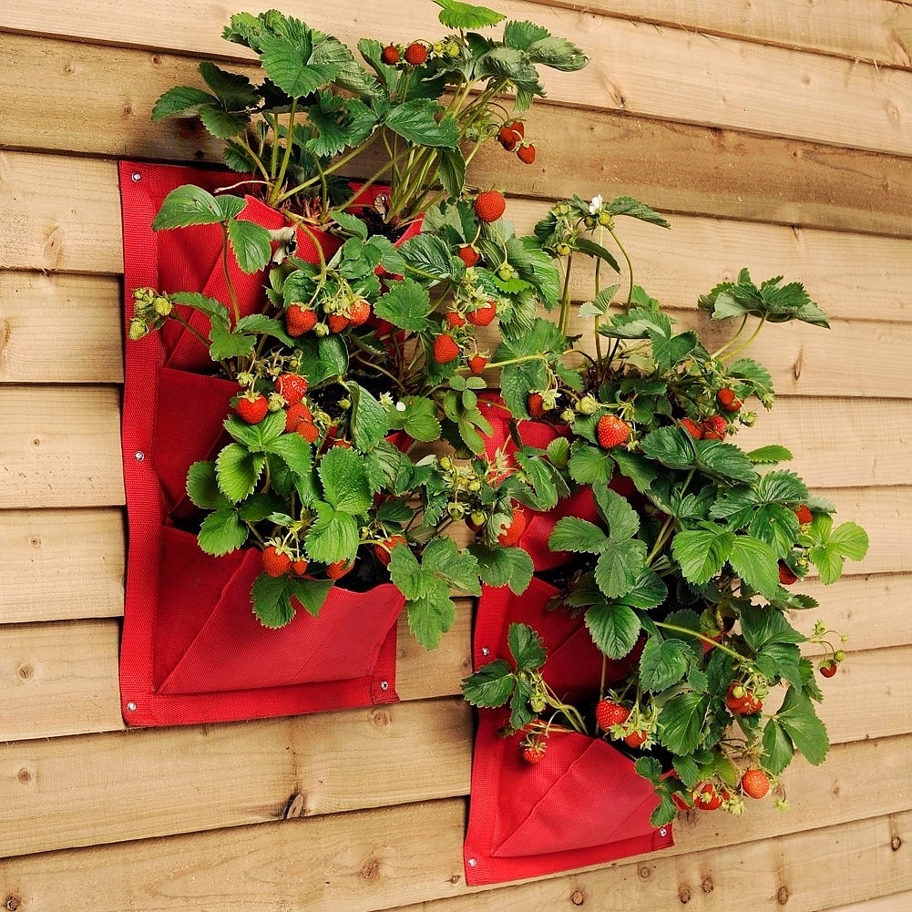 Земляника (клубника) 'Вертикальная грядка' (Остара)