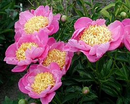 Пион молочноцветковый 'Антверпен'