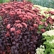 Седум гибридный (Очиток) 'Пурпур Эмперор'