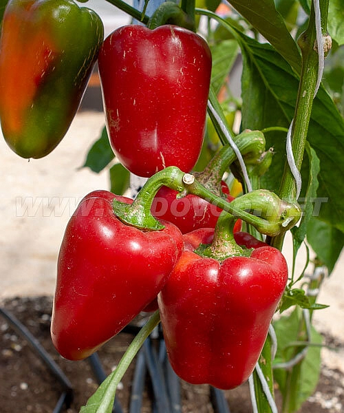 Перец сладкий 'Иветта'