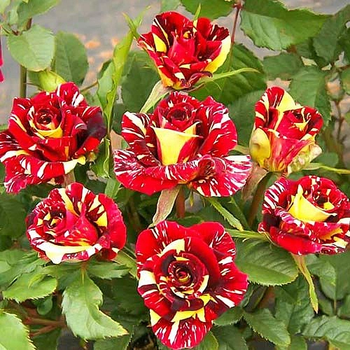 Роза 'Фокус Покус' (флорибунда)