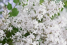 Сирень Мейера 'Флауэрфеста Вайт' (белая)