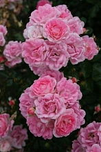 Роза 'Флирт 2011' (миниатюрная) (розовая)