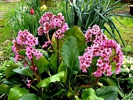 Бадан сердцелистный 'Лилак Роуз'