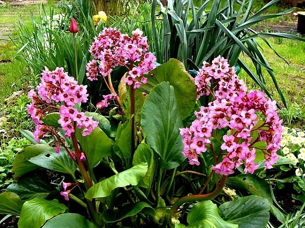 Бадан сердцелистный 'Лилак Роуз'