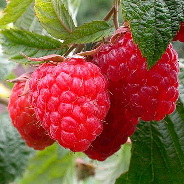 Малина 'Шугана'