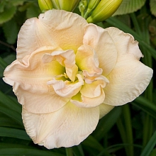 Лилейник гибридный 'Джин Свонн'