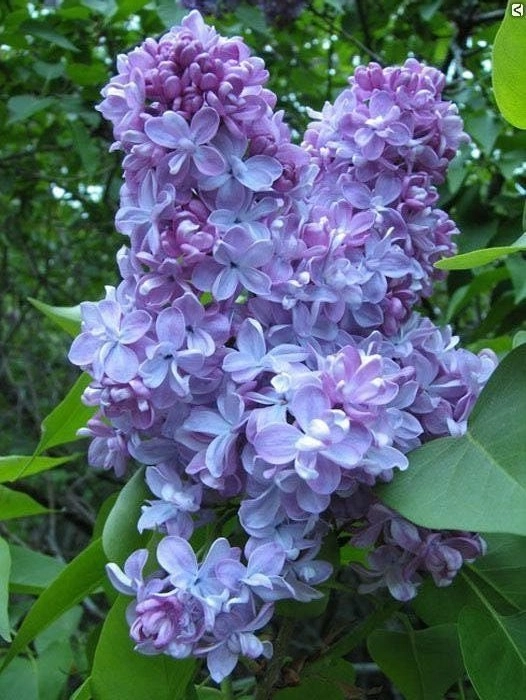 Сирень обыкновенная 'Андрей Громов' (голубовато-сиреневые)