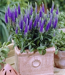 Вероника колосковая 'Алстэ Блу Двоф' (синяя)